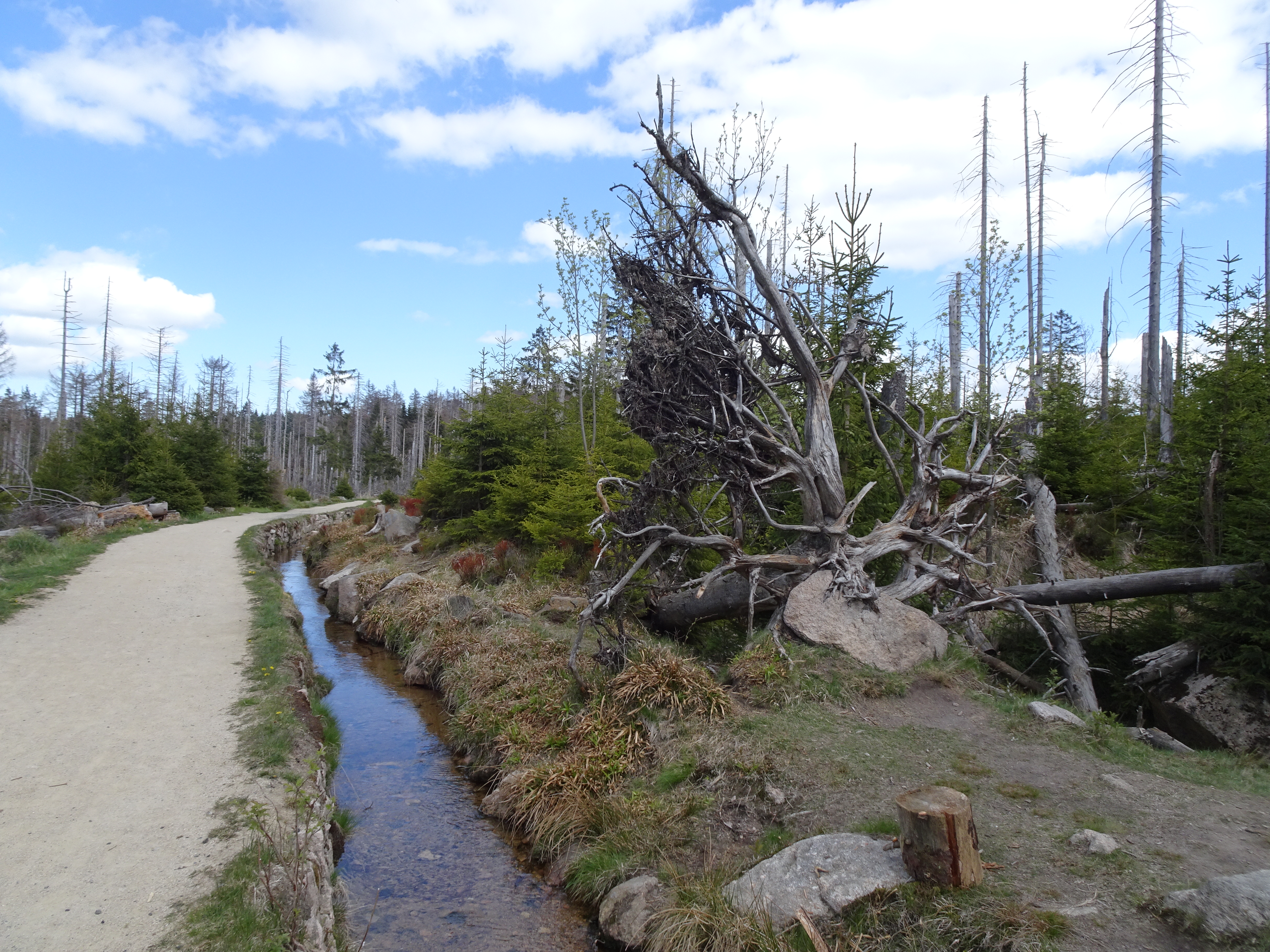 Harz, dead and living trees