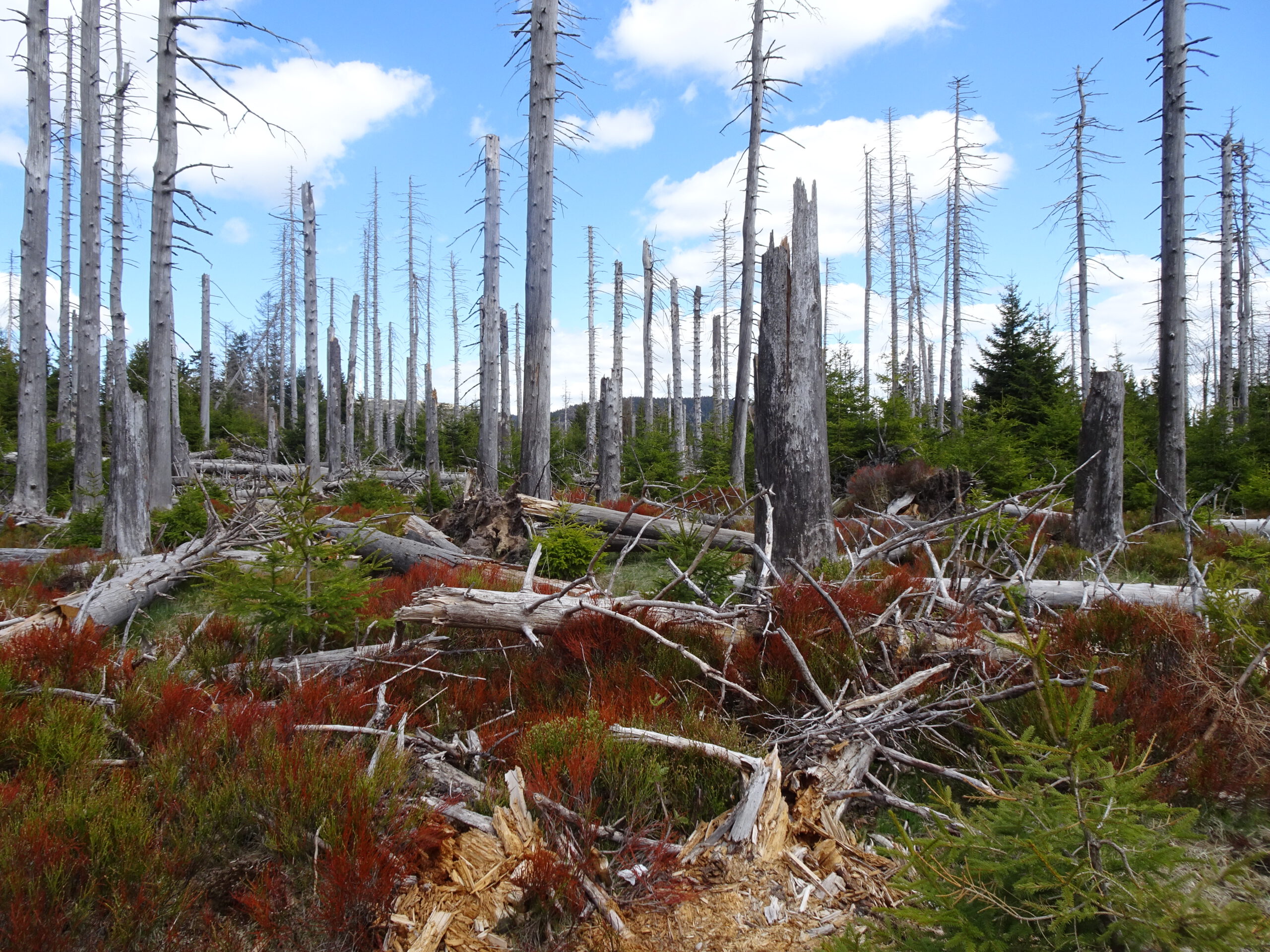 Harz mountains Germany, dead trees