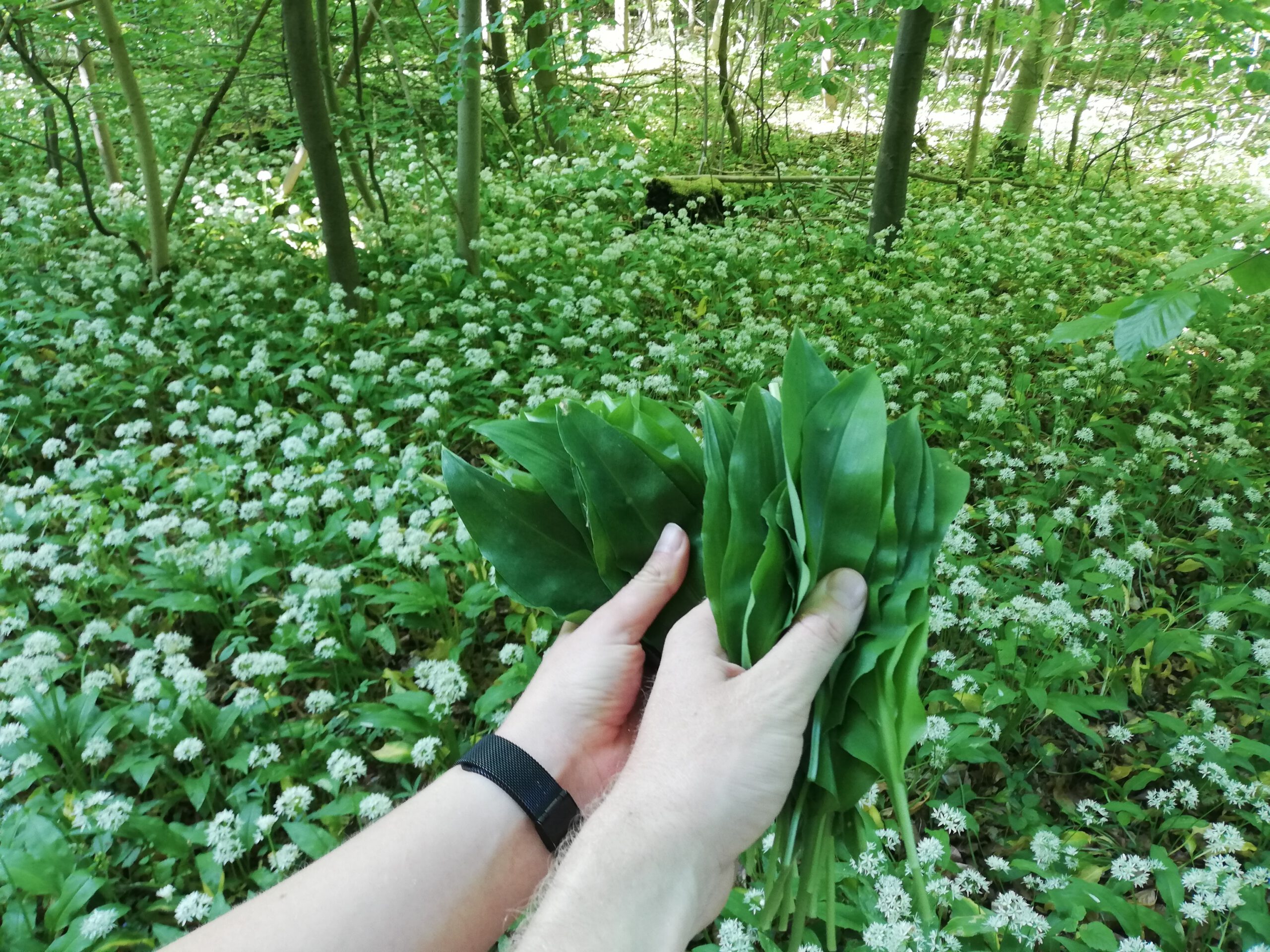 Gather wild garlic in the Göttinger forest