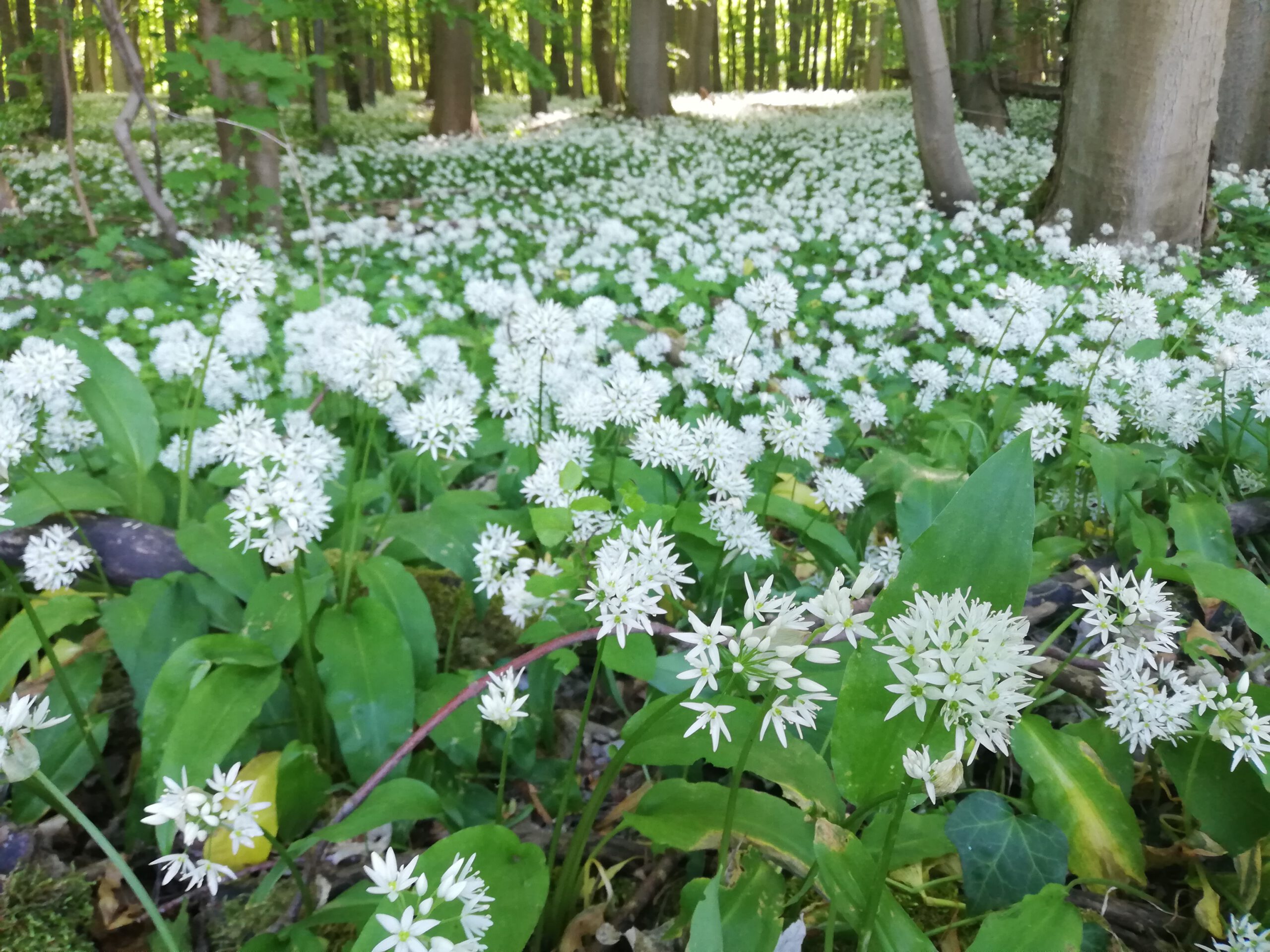 Gather wild garlic