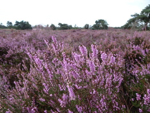 Heathlands in the Netherlands