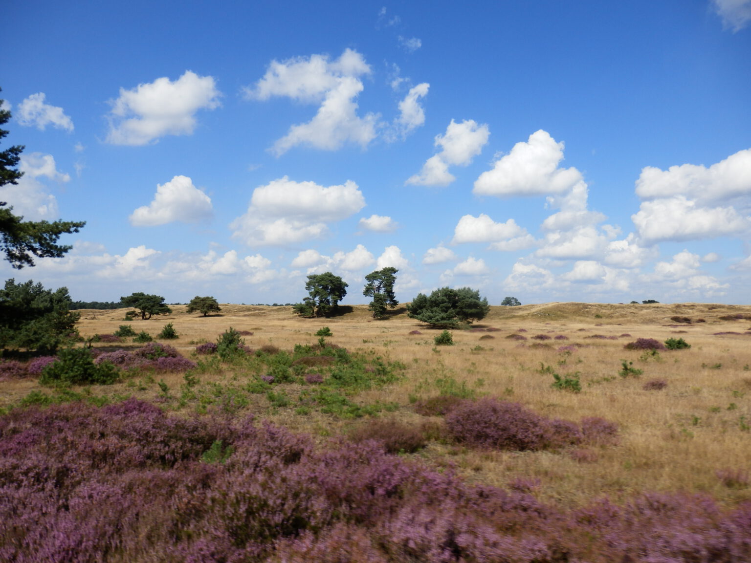 3 hiking highlights in the Dutch heathlands Two Around The World