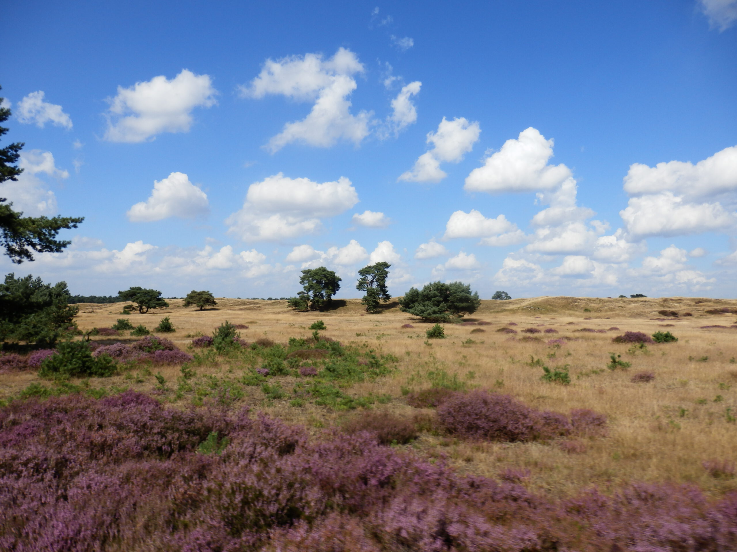 Heathlands at the Hoge Veluwe