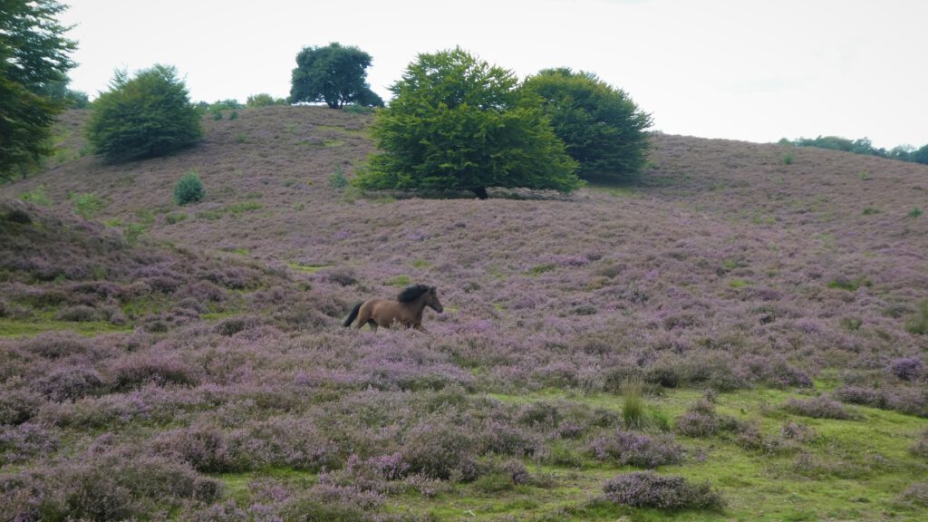 Heathlands at the Posbank, the Netherlands