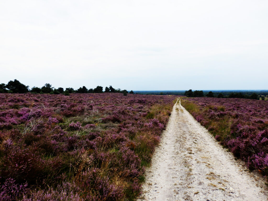 Heathlands at the Sallandse Heuvelrug, the Netherlands