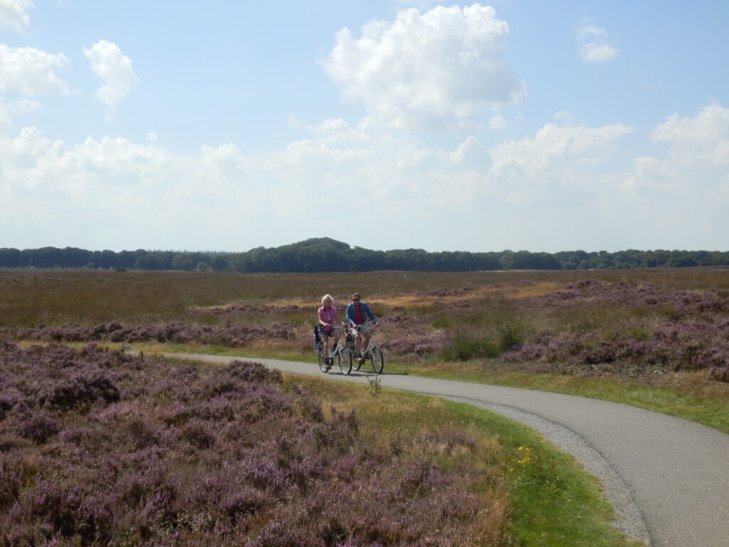 Cycling through the heathlands in the Netherlands