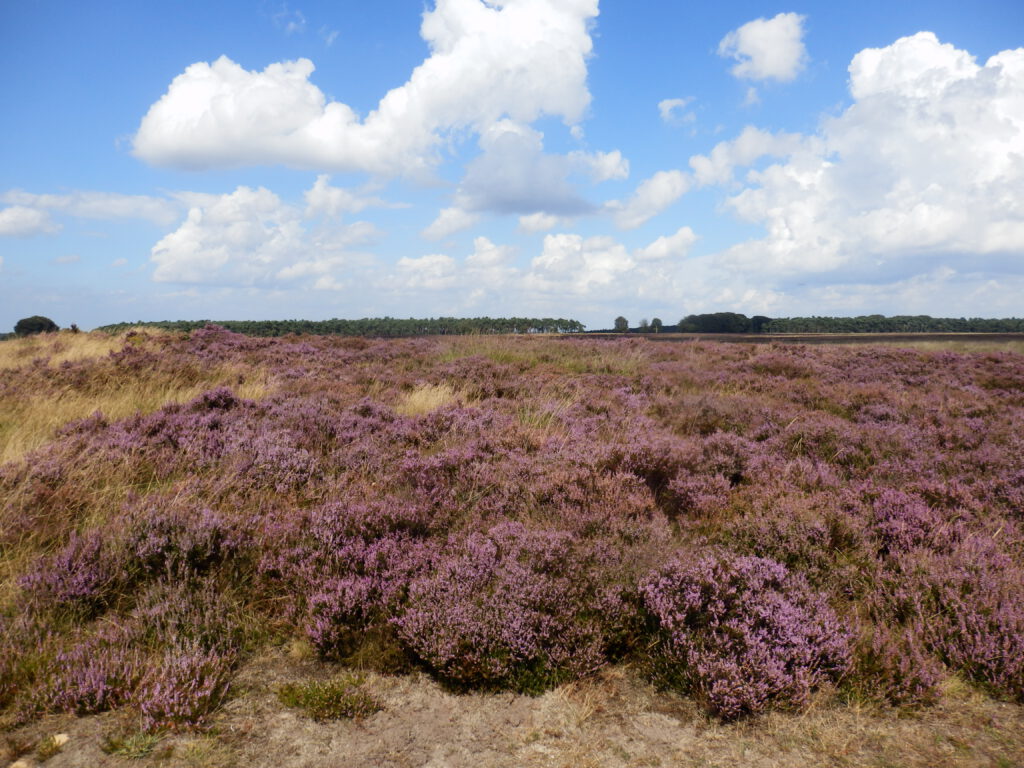 Heathlands in the Hoge Veluwe, the Netherlands