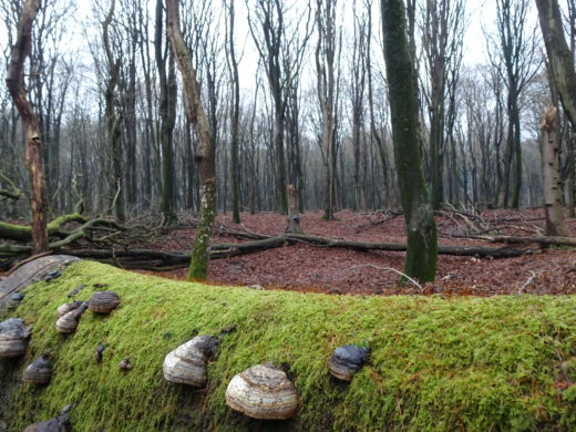 Speulder- en Sprielderbosch in the Veluwe, the Netherlands