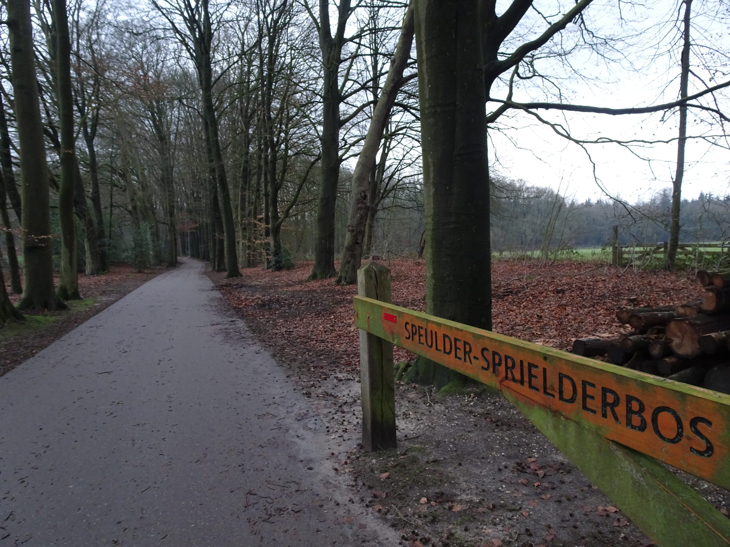 Speulder- en Sprielderbosch, Veluwe, the Netherlands