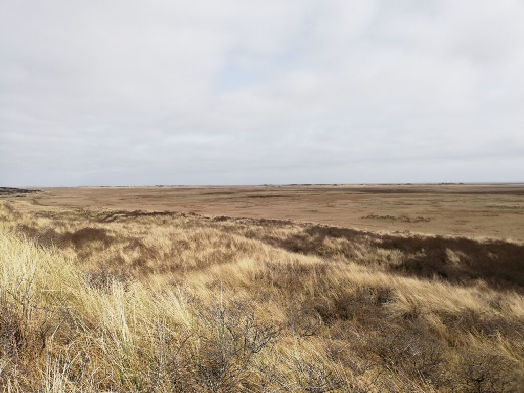 hikes at the Boschplaat, Terschelling