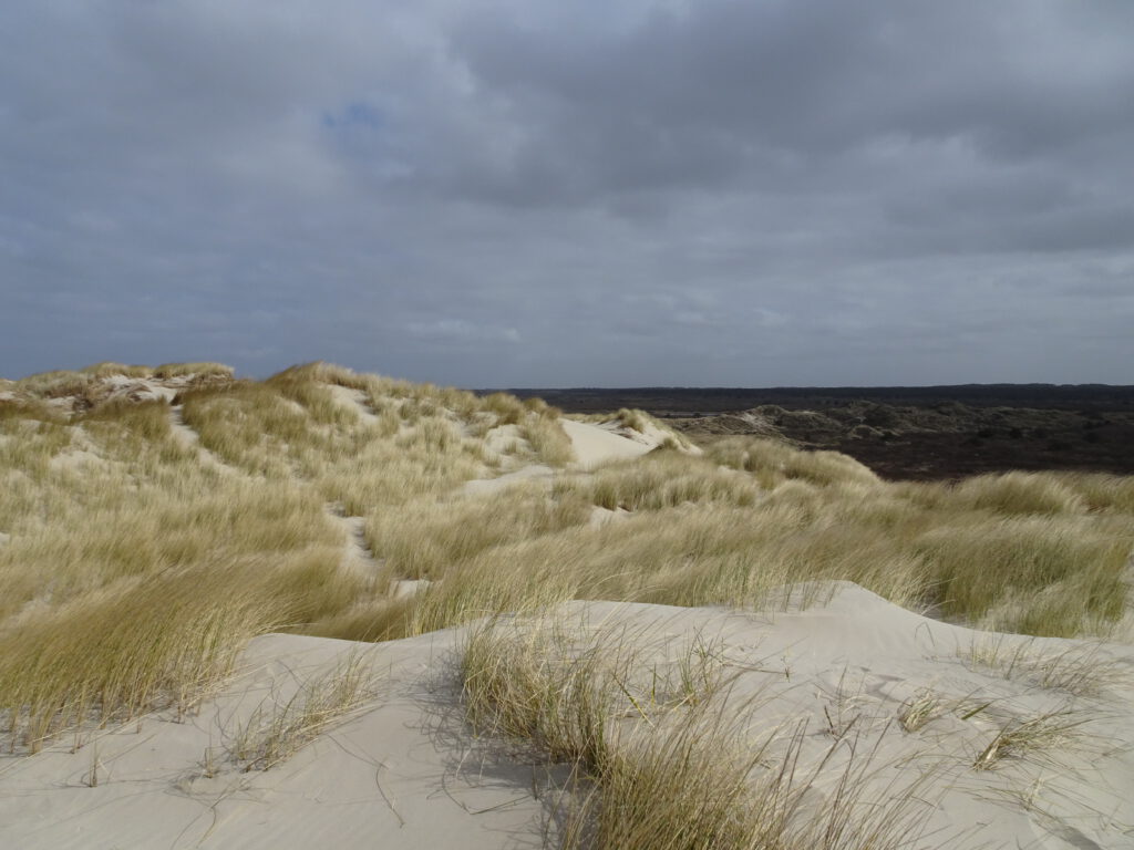 Dune hikes Terschelling