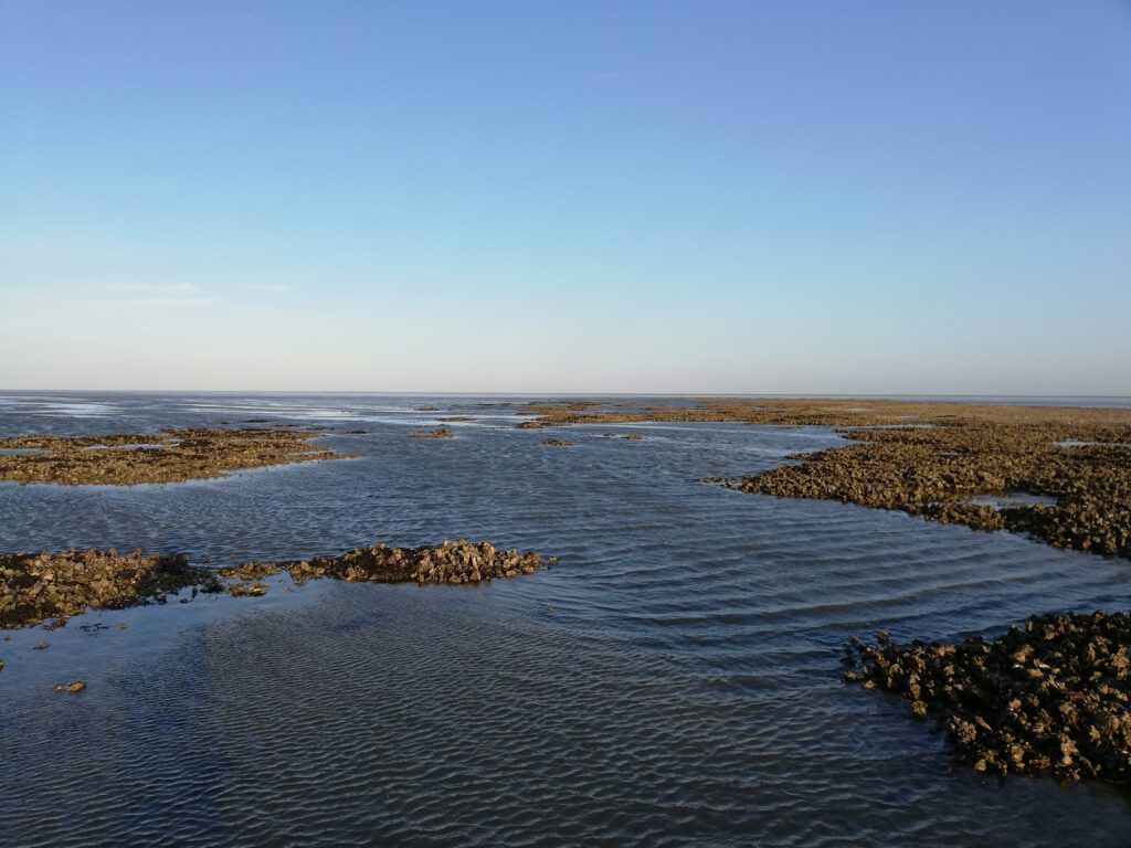 Oyster reef, outdoor activities at the Dutch Wadden Island Terschelling