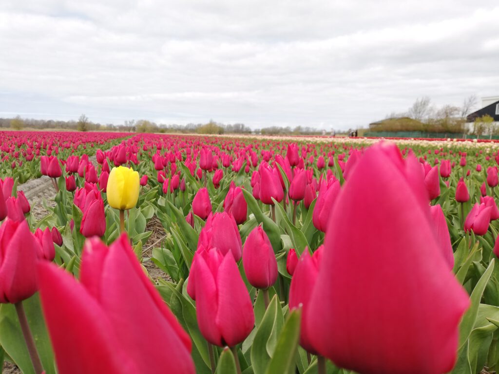 Tullip fields, what to do in Holland?